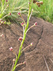 Zaluzianskya elongata