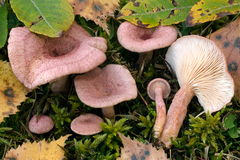 Lactarius spinosulus