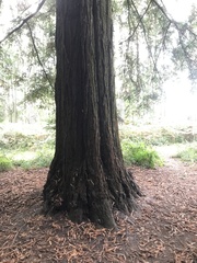 Sequoia