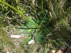 Hermas ciliata