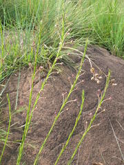 Zaluzianskya elongata