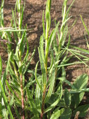 Zaluzianskya elongata
