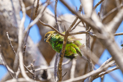 Poicephalus cryptoxanthus