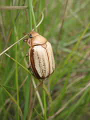 Pegylis pondoensis