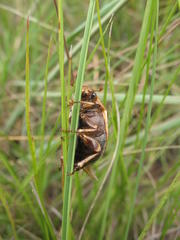Pegylis pondoensis