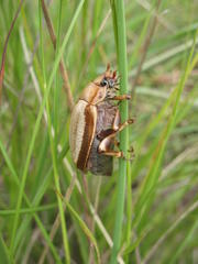 Pegylis pondoensis