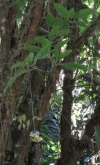 Merinthopodium neuranthum