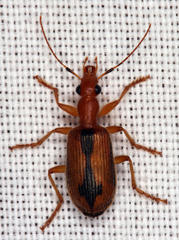 Drypta distincta