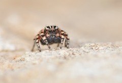 Habronattus fallax