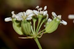 Lichtensteinia obscura