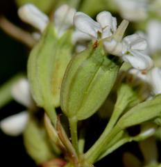 Lichtensteinia obscura