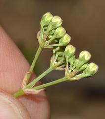Lichtensteinia obscura