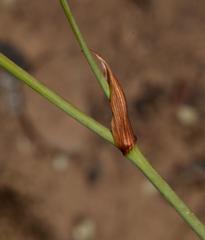Lichtensteinia obscura