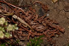 Lichtensteinia obscura