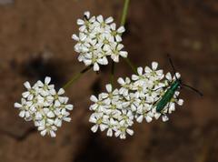 Lichtensteinia obscura