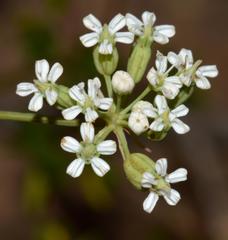 Lichtensteinia obscura