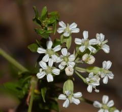Lichtensteinia obscura