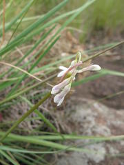 Tulbaghia leucantha
