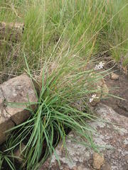 Tulbaghia leucantha