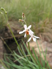 Tulbaghia leucantha