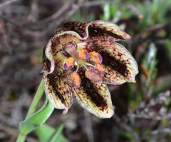 Fritillaria purdyi