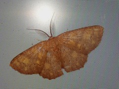 Perixera flavirubra