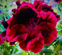 Pelargonium × hybridum