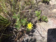 Cullumia aculeata sublanata