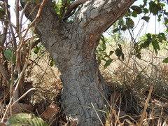 Curatella
