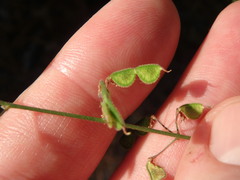 Desmodium strictum
