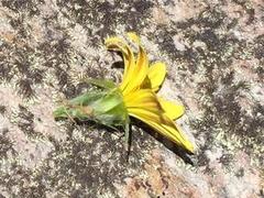 Cullumia aculeata sublanata