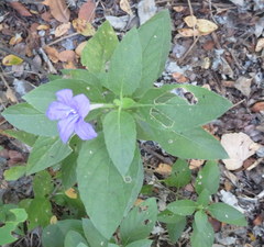 Ruellia drummondiana