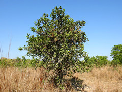 Curatella