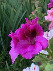 Pelargonium × hybridum