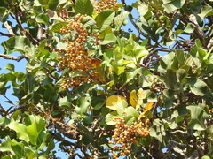 Curatella