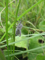 Anoplocnemis