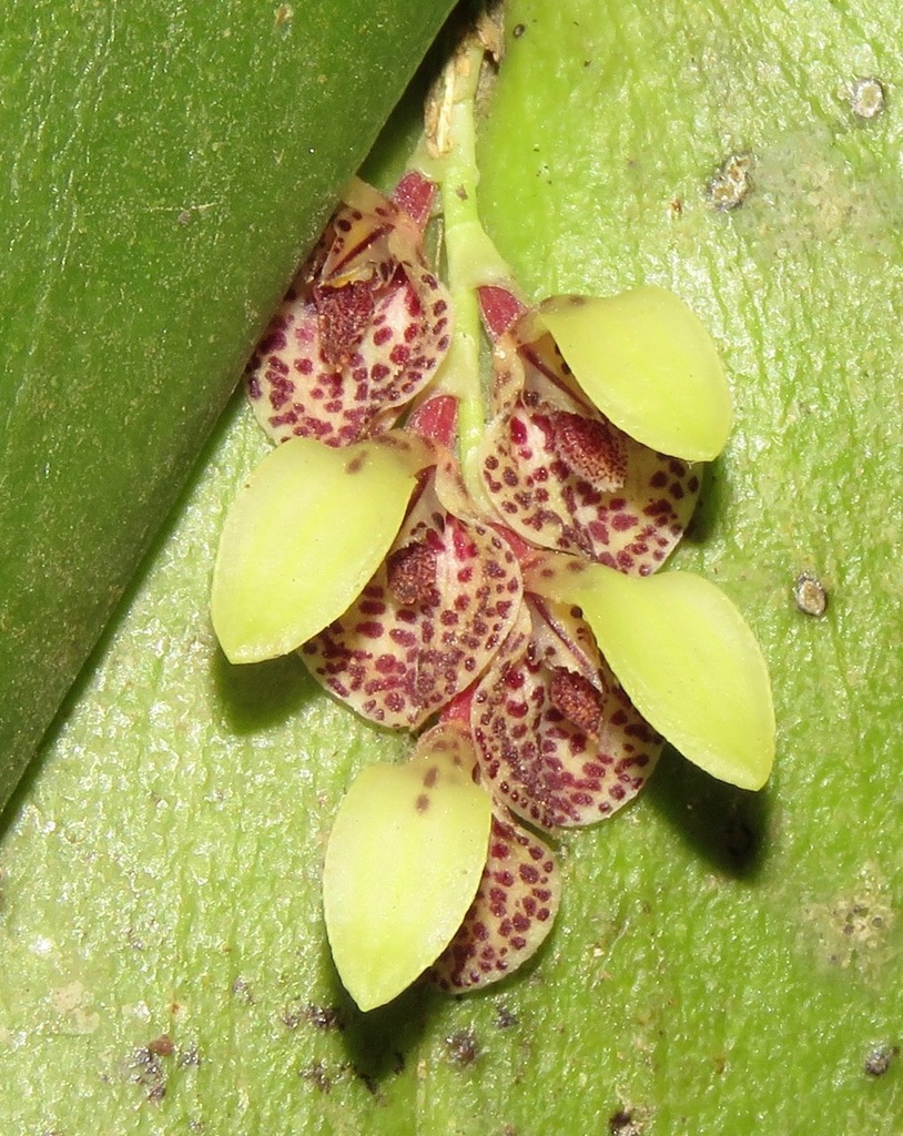 Acianthera cogniauxiana