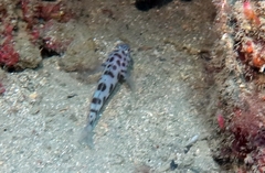 Thorogobius ephippiatus