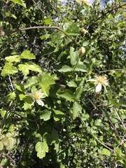 Clematis lasiantha