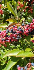 Viburnum cassinoides image