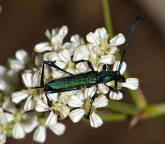 Hypocrites scabriusculus