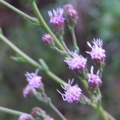 Carphephorus odoratissimus