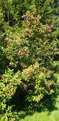Viburnum cassinoides image