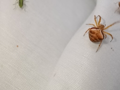 Araneus triguttatus