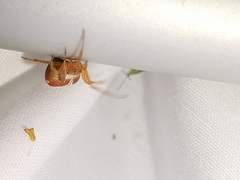 Araneus triguttatus