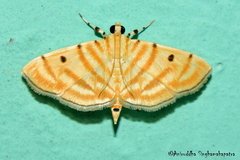 Notarcha tigrina