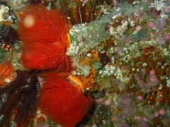 Protula bispiralis