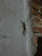 Ancistrocercus circumdatus