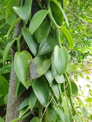 Vanilla planifolia