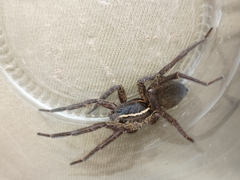 Aglaoctenus oblongus